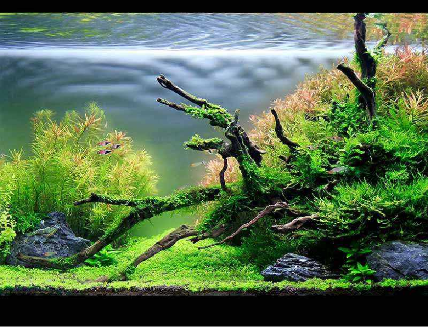 What Kind Of Lights Do You Need For A Fish Tank 